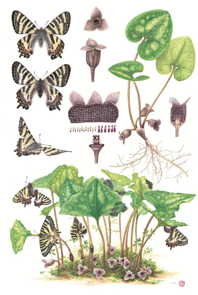 　博物繪畫《中華虎鳳蝶和杜衡》，作者李聰穎。 　　《博物》雜志供圖