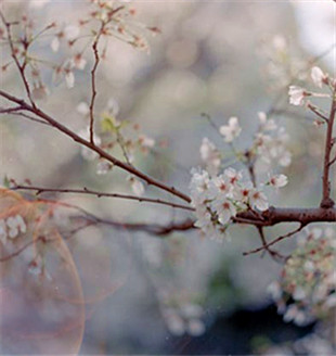 “國色”，視覺的盛宴