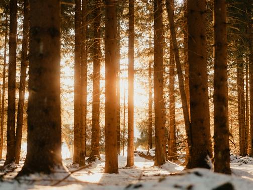 循著日常軌跡，走進情感腹地——2024年散文讀札