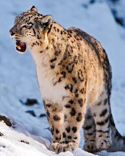 王劍冰：雪豹紀(jì)事